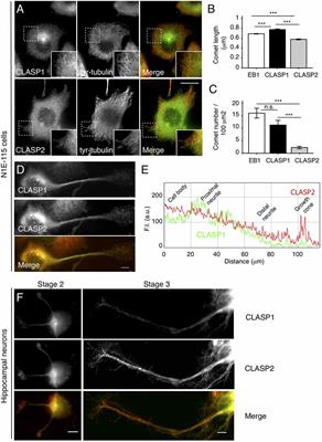 Distinct Functions for Mammalian CLASP1 and -2 During Neurite and Axon Elongation